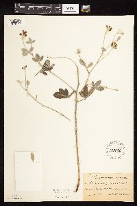 Pediomelum argophyllum image