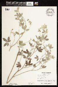 Pediomelum argophyllum image