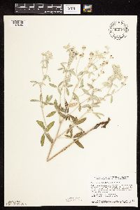 Pediomelum argophyllum image