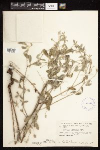 Pediomelum argophyllum image