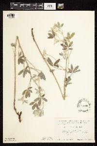 Pediomelum argophyllum image