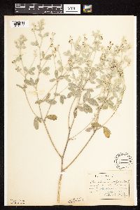 Pediomelum argophyllum image