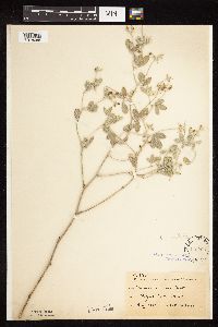 Pediomelum argophyllum image