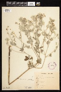 Pediomelum argophyllum image