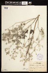 Pediomelum argophyllum image