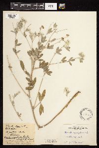 Pediomelum argophyllum image