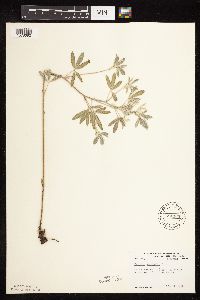 Pediomelum argophyllum image