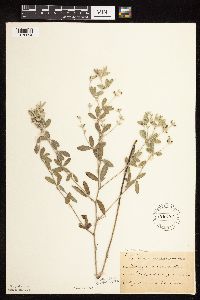 Pediomelum argophyllum image