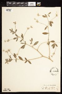 Pediomelum argophyllum image