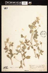 Pediomelum argophyllum image