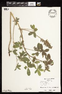 Pediomelum esculentum image