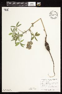 Pediomelum esculentum image