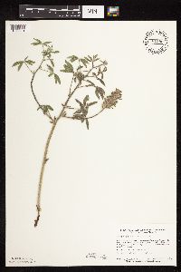 Pediomelum esculentum image