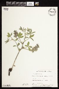 Pediomelum esculentum image