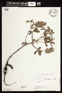 Pediomelum esculentum image