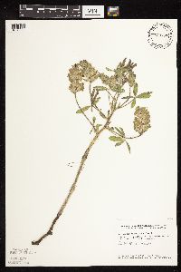 Pediomelum esculentum image