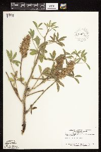 Pediomelum esculentum image