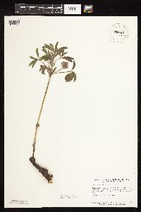 Pediomelum esculentum image