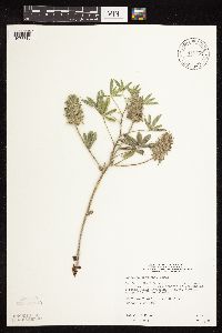 Pediomelum esculentum image