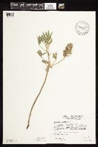 Pediomelum esculentum image