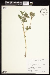 Pediomelum esculentum image