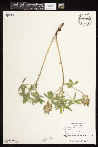 Pediomelum esculentum image