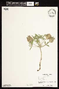 Pediomelum esculentum image