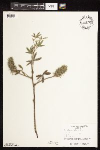 Pediomelum esculentum image