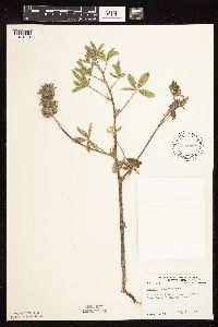 Pediomelum esculentum image