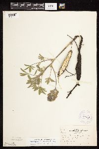 Pediomelum esculentum image