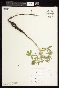 Pediomelum esculentum image