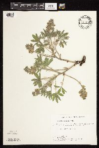 Pediomelum esculentum image