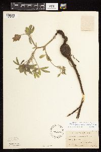 Pediomelum esculentum image