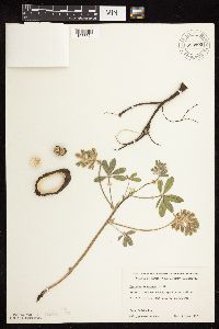 Pediomelum esculentum image