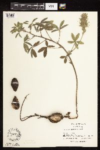 Pediomelum esculentum image