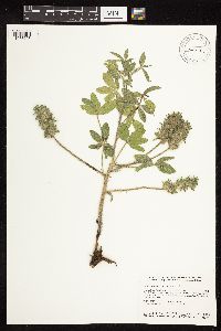 Pediomelum esculentum image