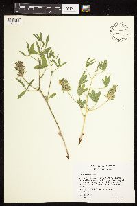 Pediomelum esculentum image