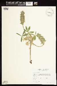 Pediomelum esculentum image