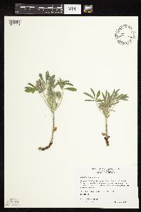 Pediomelum esculentum image