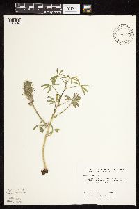 Pediomelum esculentum image