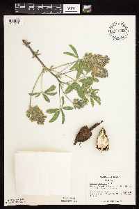 Pediomelum esculentum image