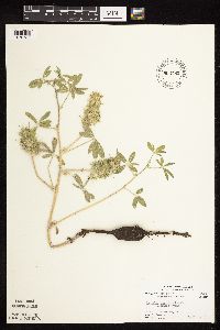 Pediomelum esculentum image