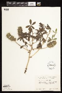 Pediomelum esculentum image