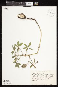 Pediomelum esculentum image