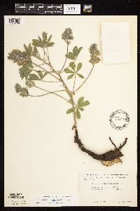 Pediomelum esculentum image