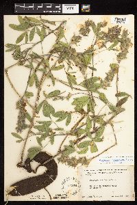 Pediomelum esculentum image