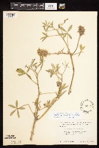 Pediomelum esculentum image