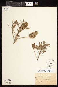 Pediomelum esculentum image