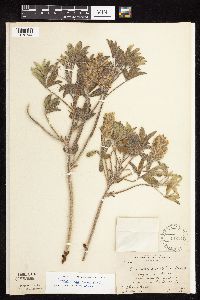 Pediomelum esculentum image