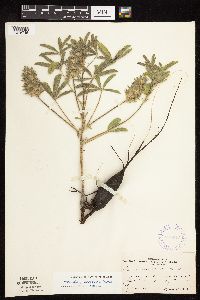 Pediomelum esculentum image